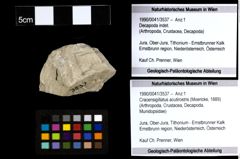 Foto (Objekt + Etiketten) von Cracensigillatus acutirostris (Moericke, 1889) 